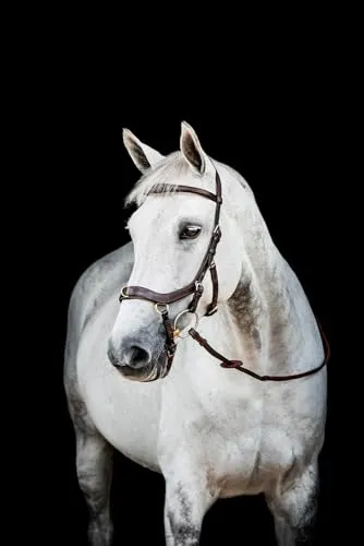 Horseware HW Micklem2 Multi Bridle für Warmblüter, Dunkel Havanna - Hochwertiges Micklem 2.0 Zaumzeug mit anatomischem Design für optimalen Tragekomfort und Kontrolle beim Reiten.
