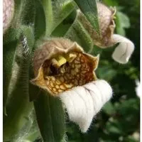 Wolliger Fingerhut - Digitalis,anata