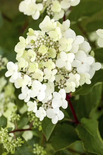 Hydrangea pan. Vanille-Fraise - Rispenhortensie - Ziergehölze mit großen, farbenfrohen Blütenrispen, die von Weiß über Rosa bis Rot wechseln. Diese pflegeleichte, bienenfreundliche Pflanze verwandelt jeden Garten in ein Blütenmeer.