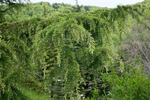 Cedrus libani - Libanon-Zeder 40-60 cm - Immergrüne Zeder mit beeindruckender Wuchsform, ideal für Solitärstellungen. Pflegeleicht und winterhart bis -20 °C, perfekt für jeden Garten.