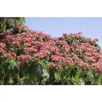 Albizia julibrissin 'Ombrella', Seidenbaum 40–60 cm - Blumen & Stauden – Atemberaubender Schlafbaum mit schirmartigen, duftenden Blüten und schnellem Wuchs, ideal für Garten und Kübelpflanze.