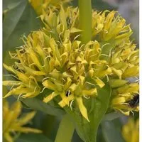 Gelber Enzian - Gentiana,utea