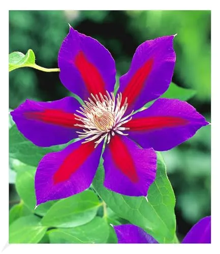 BALDUR Garten Waldrebe Clematis 'Etoile de Malicorne' winterhart, 1 Pflanze, Klematis mehrjährige blühende Kletterpflanzen, bienenfreundlich und schmetterlingsfreundlich, blühend, Clematis Hybride