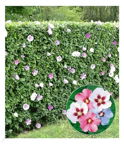 BALDUR Garten Winterharte Hibiskus-Hecke, 10 Pflanzen - Samen & Pflanzen von Hecken & Sträuchern, blickdichte Hecke mit essbaren Blüten, bienenfreundlich und pflegeleicht, ideal für Sichtschutz im Garten.