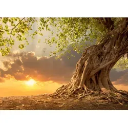 Papermoon Fototapete VLIES-Tapete Premium "Alter Baum im Sonnenuntergang", Kleister KOSTENLOS, reduziert, 3D-Effekt, restlos trocken abziehbar, (697), Wandtapete Bild Dekoration Wand-Dekor Motiv Tapete Poster 4 m x 2.6 m