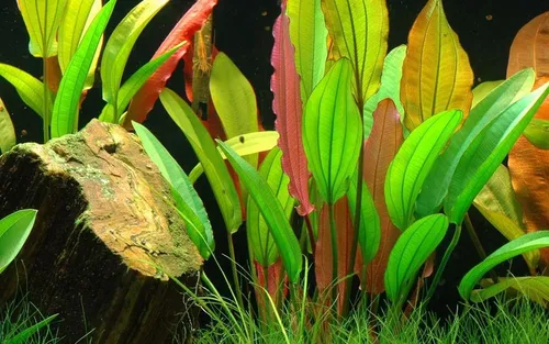 Aquaone Wasserpflanze Aquarium Pflanze Echinodorus 'Red Diamond' Nr.374D