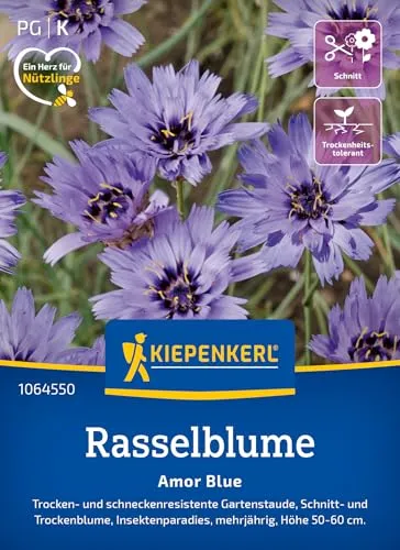 Kiepenkerl Rasselblumensamen Amor Blue 1064550 - mehrjährige Trocken- und schneckenresistente Schnitt- und Trockenblume - Pflanzen, Blumensamen, Saatgut