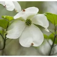 Japanischer Blumenhartriegel Venus 60-80cm - Cornus kousa