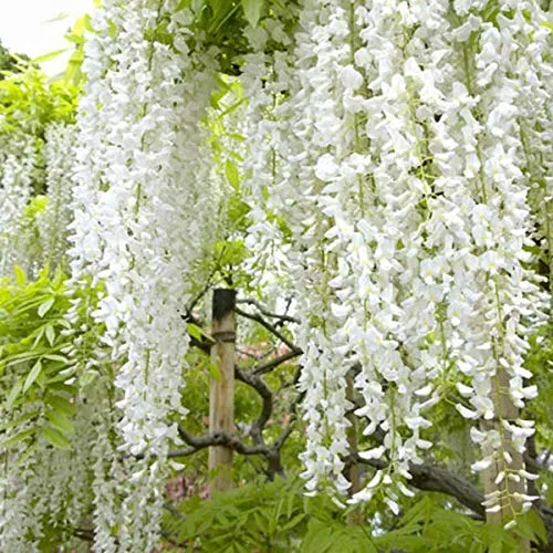 Wisteria Floribunda 'Shiro-Noda' (= 'Longissima Alba') - Edelblauregen 50-60 cm Pflanzcontainer