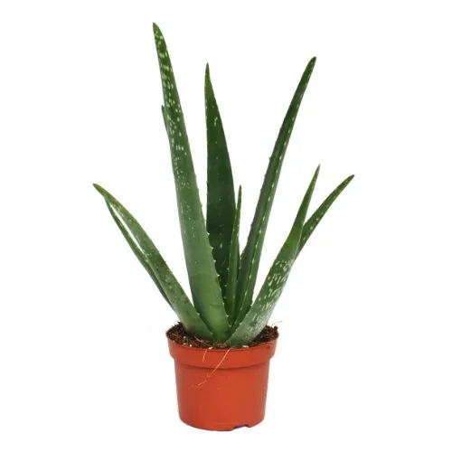 Aloe Vera Pflanze - ca. 3 Jahre alt im 12cm Topf - Wunderschöne Aloe Vera Pflanze, ideal zur Dekoration und pflegeleicht. Bringt frisches Grün in Ihr Zuhause!