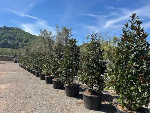 Sunny Tree - Magnolia Grandiflora ‘Gallisoniensis’ - 240 cm - Winterharter Magnolienbaum mit Weißen Blumen - Ideal für kleine Gärten oder Terrassen: Diese schlanke Magnolie erreicht eine Höhe von 240 cm und begeistert mit ihren weißen Blüten. Perfekt für eine ansprechende Gartenlandschaft.