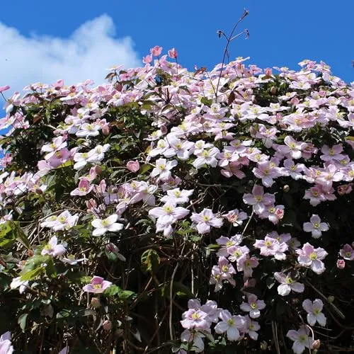 GreenboutiQ - Kletterpflanzen Rainbow - Clematis montana Rubens Hedera helix lonicera Goldflame Campsis madame Galen - Ganzjährig Farbe - Wenig Pflege - 4 Pflanzen - Topf 11cm Höhe 40cm