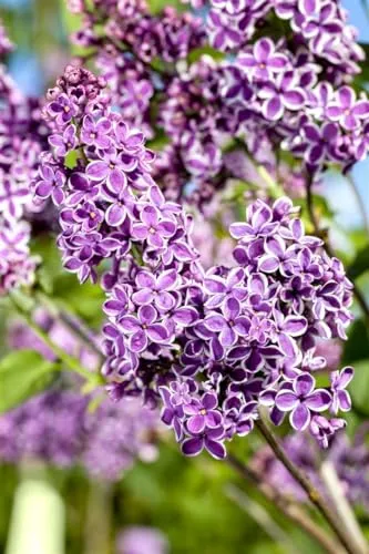 Syringa vulgaris 'Sensation' - Duftender Flieder mit lila-weißen Blüten - Heckenpflanze mit zweifarbigen Blüten, die Bienen anzieht. Pflegeleicht und winterhart bis -25 °C, ideal für jeden Garten.