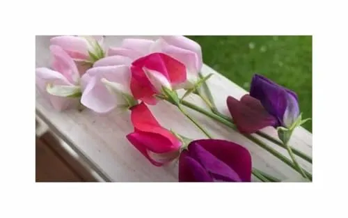 Stk - 30x Großblumige Duftwicke EKO Gomphrena Garten Pflanzen - Samen K457 - Seeds & Plants Shop by Ipsa