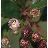 Glänzende Zwergmispel 100-125cm - Cotoneaster,ucidus