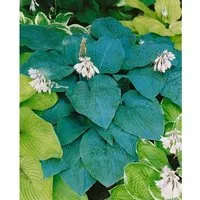 Hosta Sieboldiana Blue Angel Blaublattfunkie Ca. 13 cm Topf