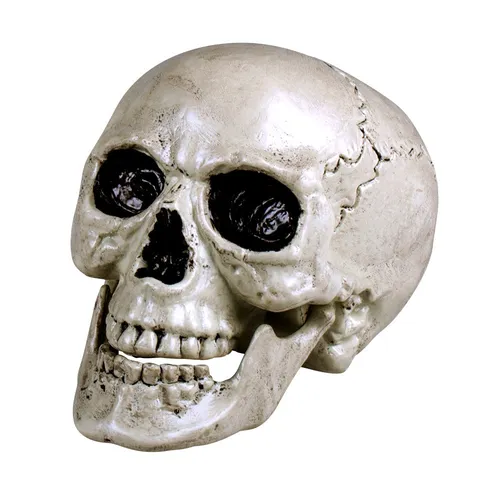 Schädel Maxilla mit beweglichem Gebiss - Größe ca. 17 x 15 cm