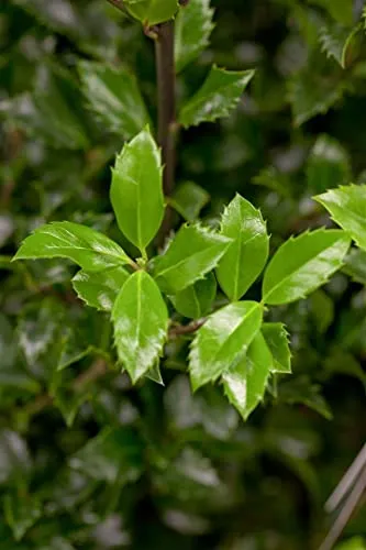 Ilex meserveae 'Heckenstar' – Pflegeleichte Stechpalme für Sichtschutz - Immergrün und winterhart, ideal für Hecken und Garten. Die dichten, glänzenden Blätter bieten Sichtschutz und sind bienenfreundlich. Robust und schnittverträglich, perfekt für jede Gartengestaltung.