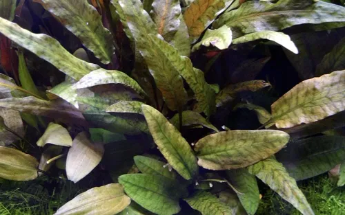 Aquaone Wasserpflanze Aquarium Pflanze Cryptocoryne wendtii 'Tropica' Nr.309E