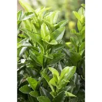 Euonymus japonicus 'Green Spire' – Pflegeleichter Japanischer Spindelstrauch - Immergrün und winterhart, ideal für Hecken und Sichtschutz. Der Japanische Spindelstrauch bietet glänzende Blätter und ist pflegeleicht, perfekt für Garten und Terrasse.