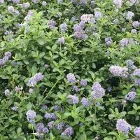 Säckelblume 'Repens' Ceanothus thyrsiflorus 25 bis 30 cm im Container Hellblaue Blüten