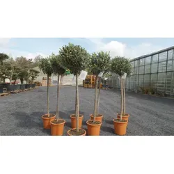 gruenwaren jakubik Olivenbaum Hochstamm 160-180 cm - Baumsamen & -pflanzen: Winterharter Olivenbaum in bester Qualität, ideal für mediterranes Flair im Garten. Maße: 160-180 cm hoch, perfekt für Kübelpflanzung.
