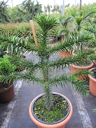 Araucaria araucana - Andentanne - chilenische Schmucktanne 40-50 cm - Baumsamen & -pflanzen, aufrecht wachsender immergrüner Baum mit einzigartigen, waagerecht abstehenden Ästen und winterharten Eigenschaften.