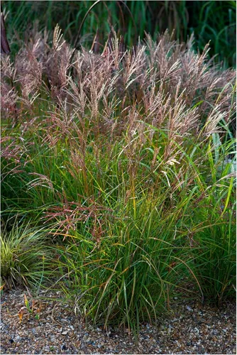 Stauden Gänge 3 x Miscanthus sinensis 'China' im 1 Liter Topf - Rotes Chinaschilf - Struktur und Größe, die beeindrucken - Winterhart - Mehrjährig