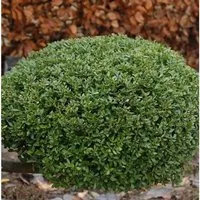 Kugelschnitt Japanische Stechpalme Buxbol 25-30cm - Ilex crenata - Sträucher, immergrüner Strauch mit goldgelben Blättern im Austrieb, ideal für Hecken oder Einzelpflanzung, winterhart nach einem Jahr.
