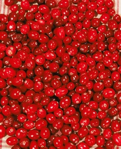 Vaccinium macrocarpon 20–30 cm – Winterhart, Mehrjährig, Immergrün – Cranberry – Beerenpflanze für Moorbeet & Kübel