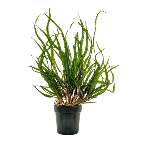 Aquaone Wasserpflanze Mutterpflanze Aquariumpflanze Cryptocoryne Balansae Topf Nr.309B XL