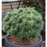 Zwerg Bergkiefer Benjamin 20-25cm - Pinus mugo