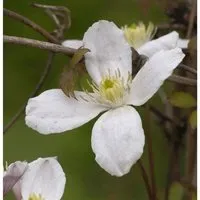 Berg Waldrebe Grandiflora 60-80cm - Clematis montana