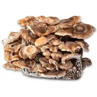 Hawlik Pilzbrut Bio Shiitake Pilzzuchtset mit Substrat und Myzel Inkl. Anbau-Anleitung