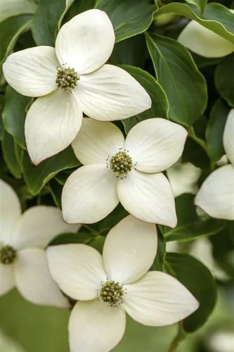 Cornus kousa 'Wieting's Select' - Japanischer Blumen-Hartriegel 60-80 cm - Attraktive cremeweiße Blüten im Mai-Juni, ideal für halbschattige Gärten. Pflegeleicht und winterhart bis -20 °C, perfekt für Gartenanfänger und Ziergärten.