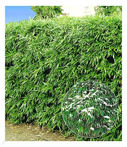 BALDUR Garten 5er Winterharte Bambus-Hecke - Immergrüne, pflegeleichte Hecke im 9x9 cm-Topf, ideal für Sichtschutz. Schnell wachsend und blickdicht, für Sonne bis Halbschatten geeignet.