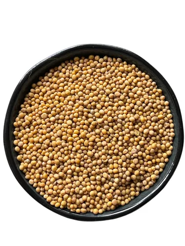 Senfkörner - Senfsaat gelb | Spitzenqualität Top - 1 kg