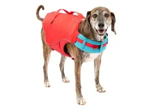 Kurgo Schwimmweste Surf N Turf RED XL - Kleidung & Schuhe: Vielseitige Zwei-Jahreszeiten-Jacke als Schwimmweste oder Regenmantel, mit reflektierenden Elementen für hohe Sichtbarkeit und lebenslanger Garantie.