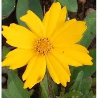 Mädchenauge Christchurch - Coreopsis grandiflora