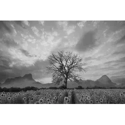 Papermoon Fototapete VLIES-Tapete Premium "Sonnenblumenfeld mit Baum Schwarz & Weiß", Kleister KOSTENLOS, reduziert, 3D-Effekt, restlos trocken abziehbar, (1994), Wandtapete Bild Dekoration Wand-Dekor Motiv Tapete Poster 3.5 m x 2.6 m