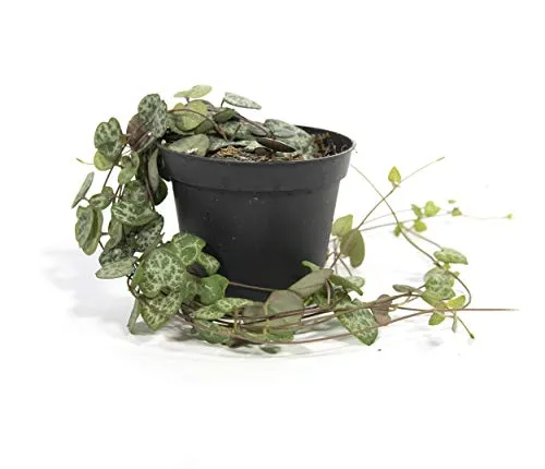 Ceropegia woodii, Zimmerpflanze im 8 cm Topf, Leuchterblume, hängend ca. 15 cm lang