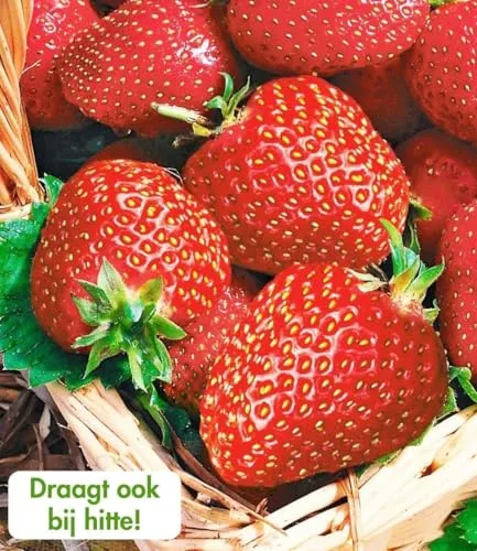 BALDUR Garten Immertragende Erdbeere 'Seascape®' im 5-6 cm Topf - Winterharte Erdbeerpflanze, pflegeleicht und ideal für sonnige bis halbschattige Standorte. Geringer Pflegeaufwand, mehrjährig und fruchtet auch bei Hitze.