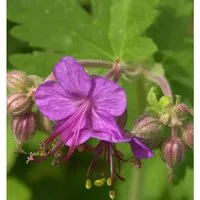 Balkanstorchschnabel - Geranium macrorrhizum