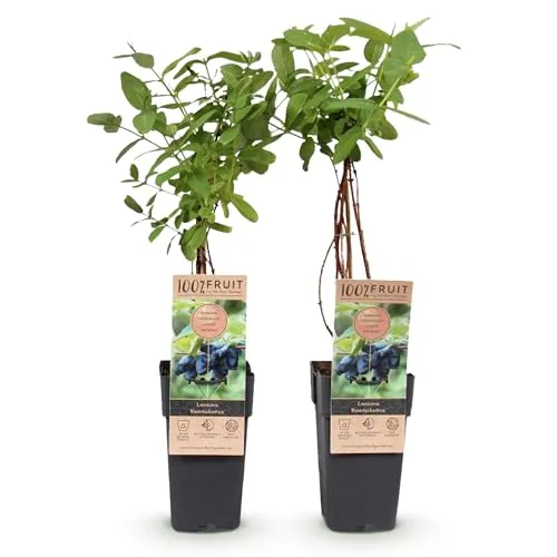 Green boutiQ - Obstpflanze - Lonicera caerulea Kamchatika - Honigbeere - Winterhart - Blaue Frucht - 2 Pflanzen - Topf 15cm - Höhe 50cm
