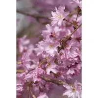 Prunus subhirtella 'Autumnalis' - Winterkirsche - Winterharte Winterkirsche mit zartrosa Blüten von November bis April, ideal für Gärten und bienenfreundlich. Perfekt für Anfänger und kalte Klimazonen.