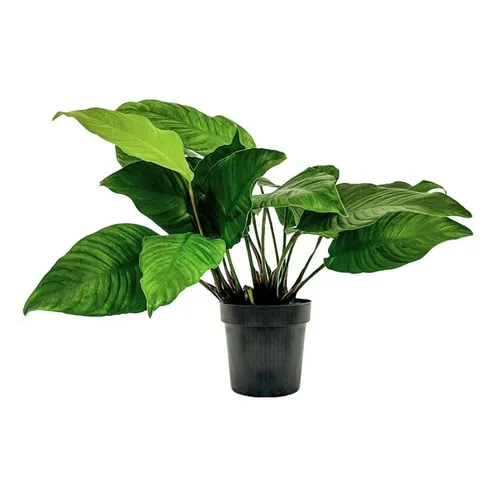 Aquaone Wasserpflanze Mutterpflanze Aquariumpflanze Anubias heterophylla Topf Nr.302 XL