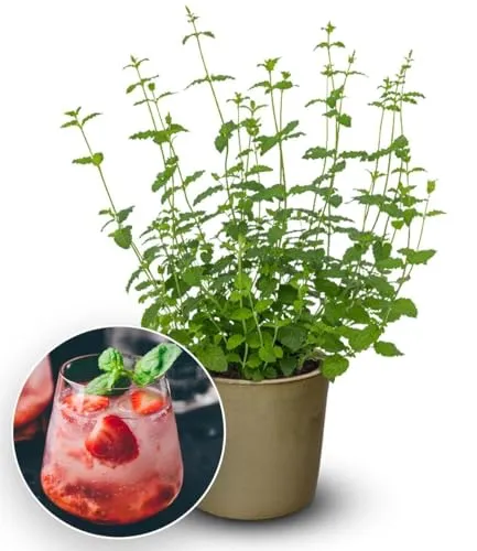 BALDUR Garten 1x Minze 'Strawberry', Pflanze im 10,5 cm Topf, intensiver erdbeer-minziger Duft & Geschmack, ideal für Getränke & Desserts, pflegeleicht & winterhart