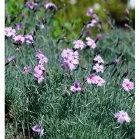 Pfingstnelke - Dianthus gratianopolitanus