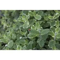 Mentha Suaveolens Variegata Ananasminze Ca. 9x9 cm Topf