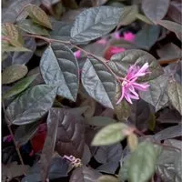 Riemenblüte Fire Dance 40-60cm - Loropetalum chinense